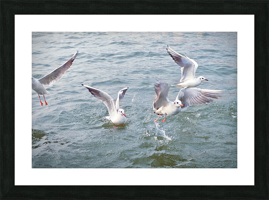 Seagulls taking off Picture Frame print