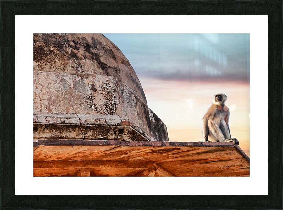 Monkey on a Dome Picture Frame print