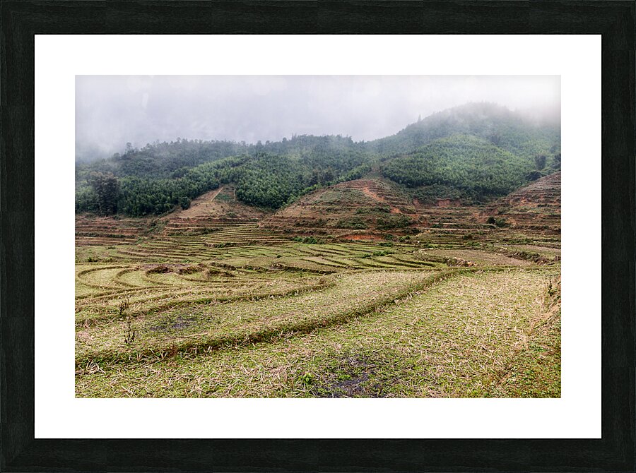Rice Field Picture Frame print