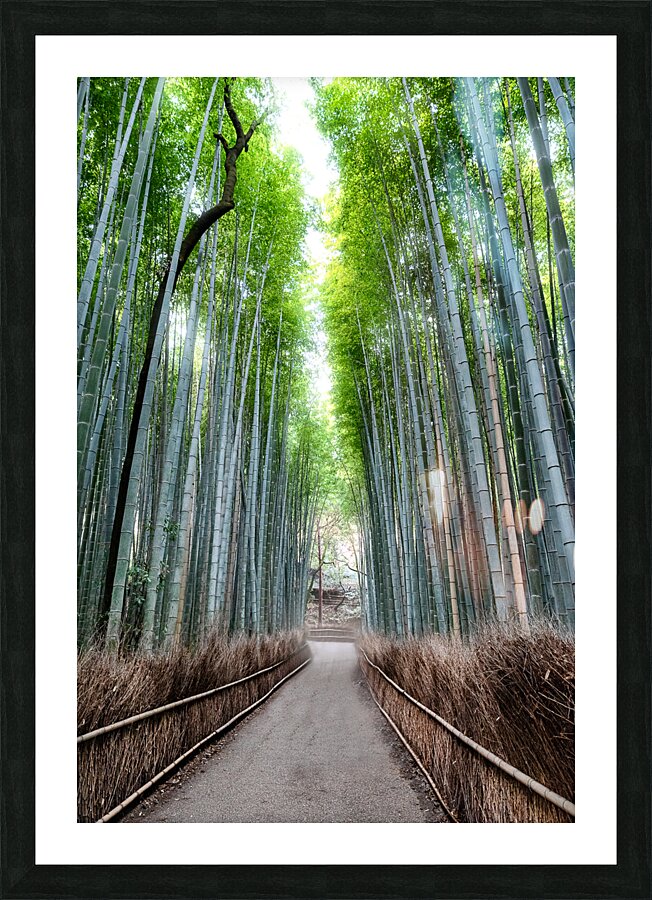 Bamboo Forest Picture Frame print