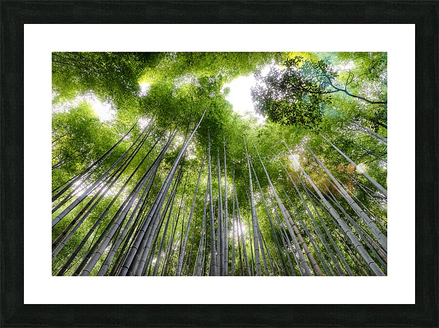 High Bamboo Trees Picture Frame print