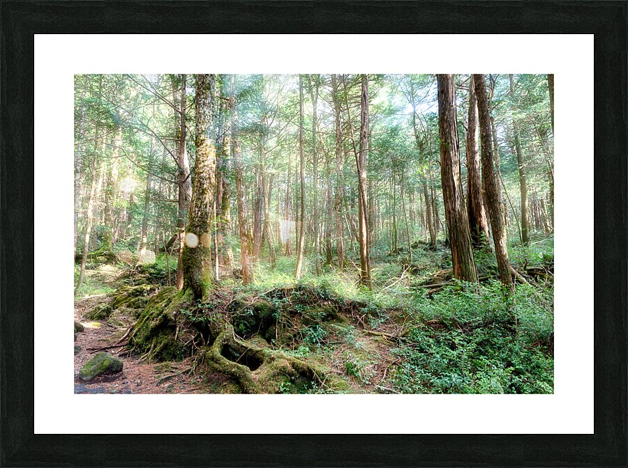 Mysterious Forest Picture Frame print