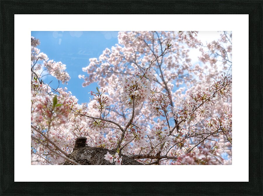 Cherry Flowers Picture Frame print