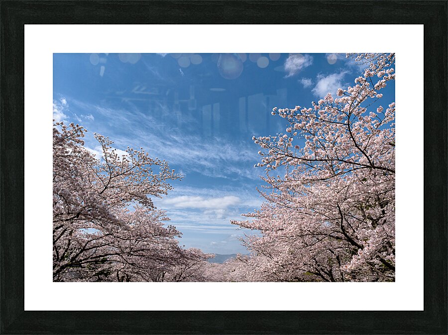 Only Blossom Picture Frame print