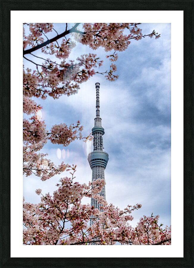 Cherry Skytree Picture Frame print