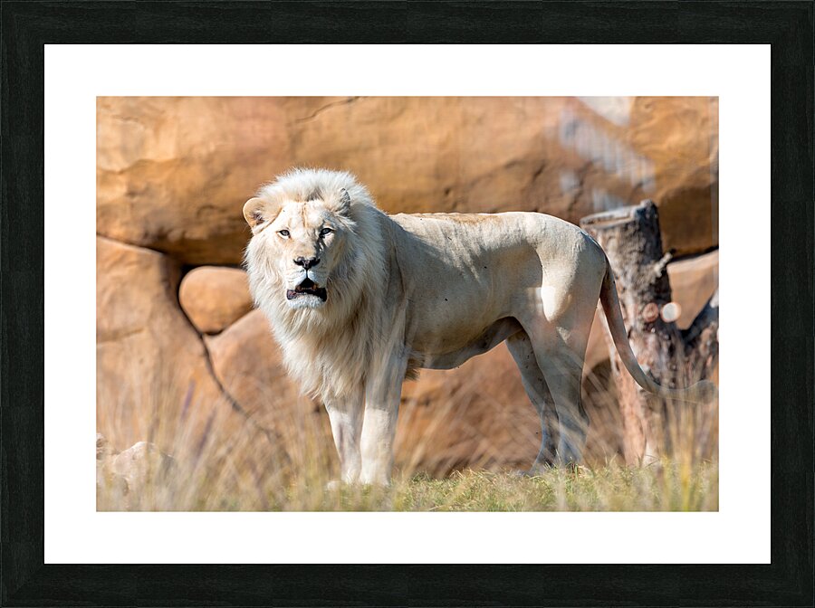 White Lion Picture Frame print
