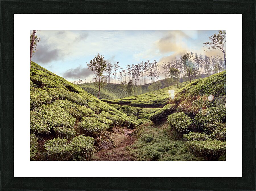 Tea Fields Picture Frame print