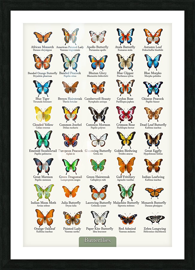 40 Beautiful Butterflies Picture Frame print