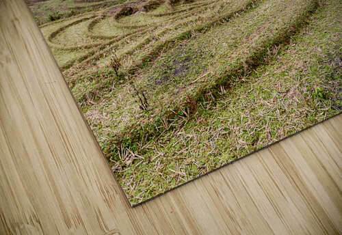 Rice Field Dekel Bar puzzle