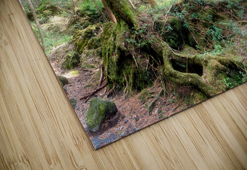 Mysterious Forest Dekel Bar puzzle
