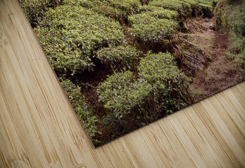 Tea Fields Dekel Bar puzzle