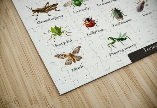 40 Insects Dekel Bar puzzle