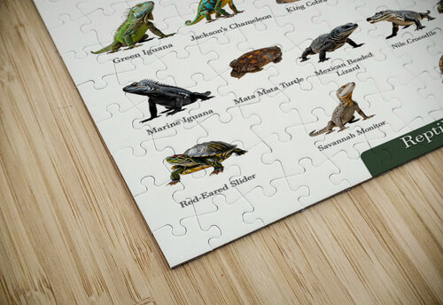 40 Reptiles Dekel Bar puzzle
