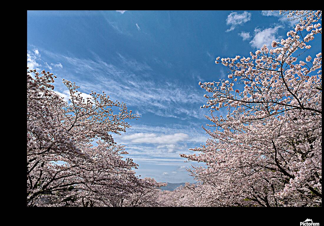 Only Blossom Reproduction