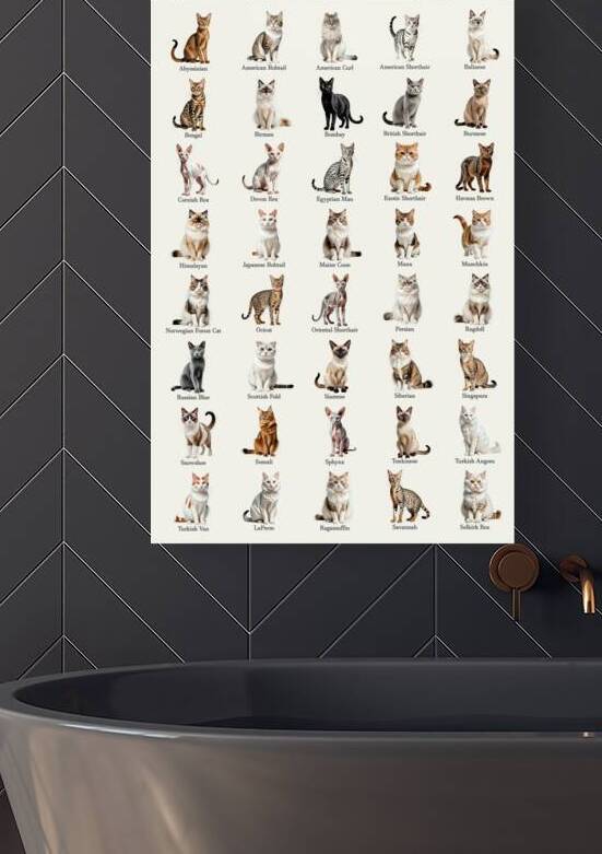 40 Domestic Cat Breeds by Dekel Bar