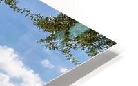 Twin Trees HD Metal print