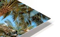 Dates Farm HD Metal print