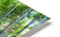 Bamboo Forest HD Metal print