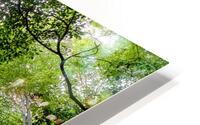 High Bamboo Trees HD Metal print