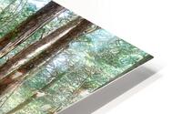 Mysterious Forest HD Metal print