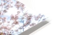 Cherry Flowers HD Metal print