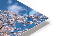 Only Blossom HD Metal print