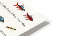 40 Aquarium Fish HD Metal print