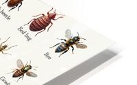 40 Insects HD Metal print