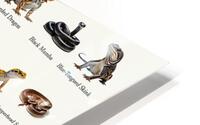 40 Reptiles HD Metal print