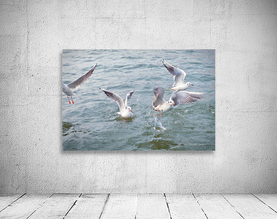Seagulls taking off Wall Preview