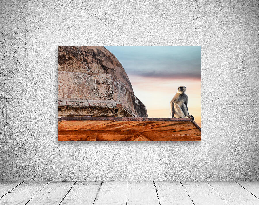 Monkey on a Dome Wall Preview