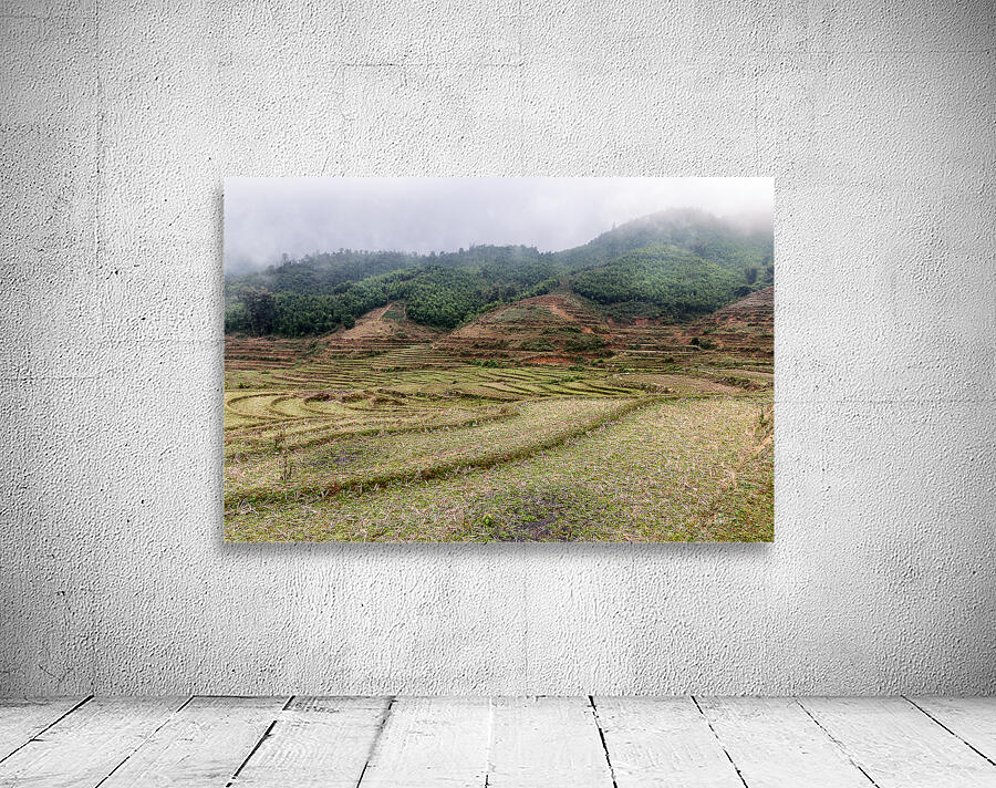 Rice Field Wall Preview