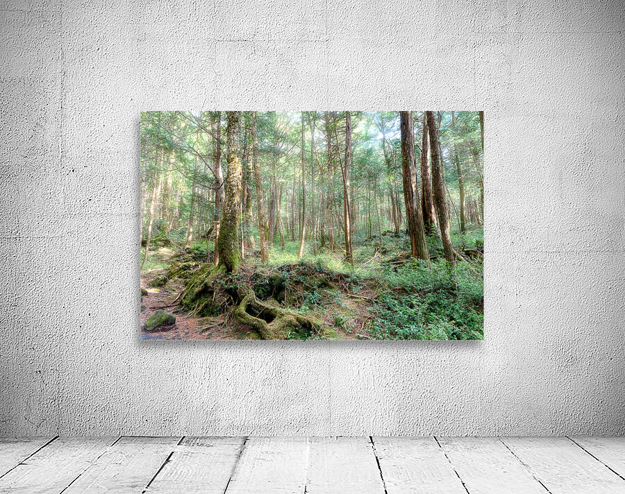 Mysterious Forest Wall Preview