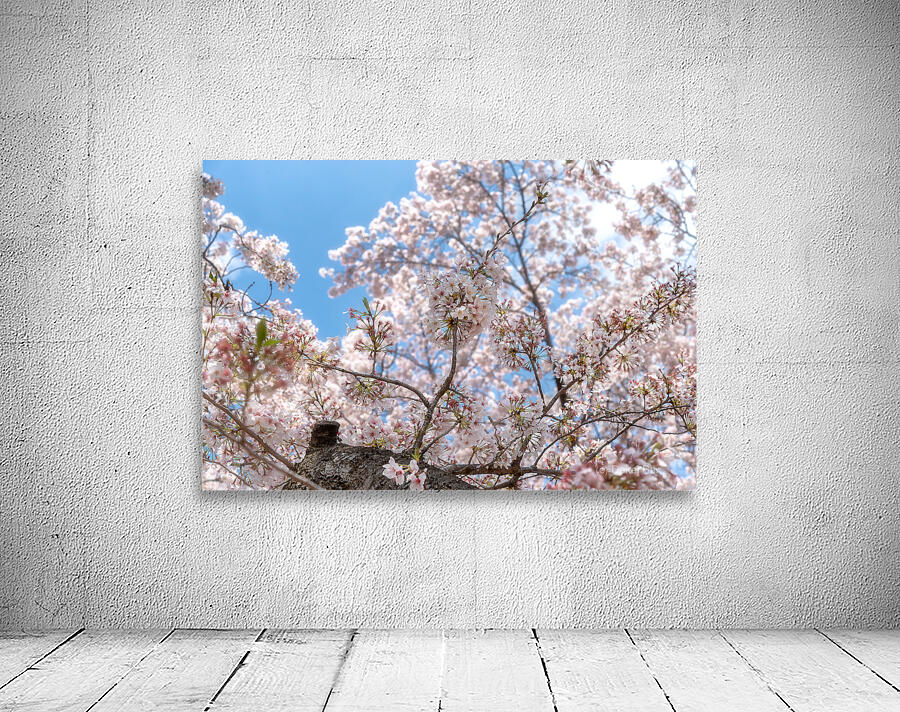 Cherry Flowers Wall Preview