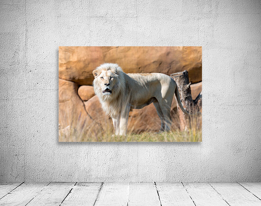 White Lion Wall Preview