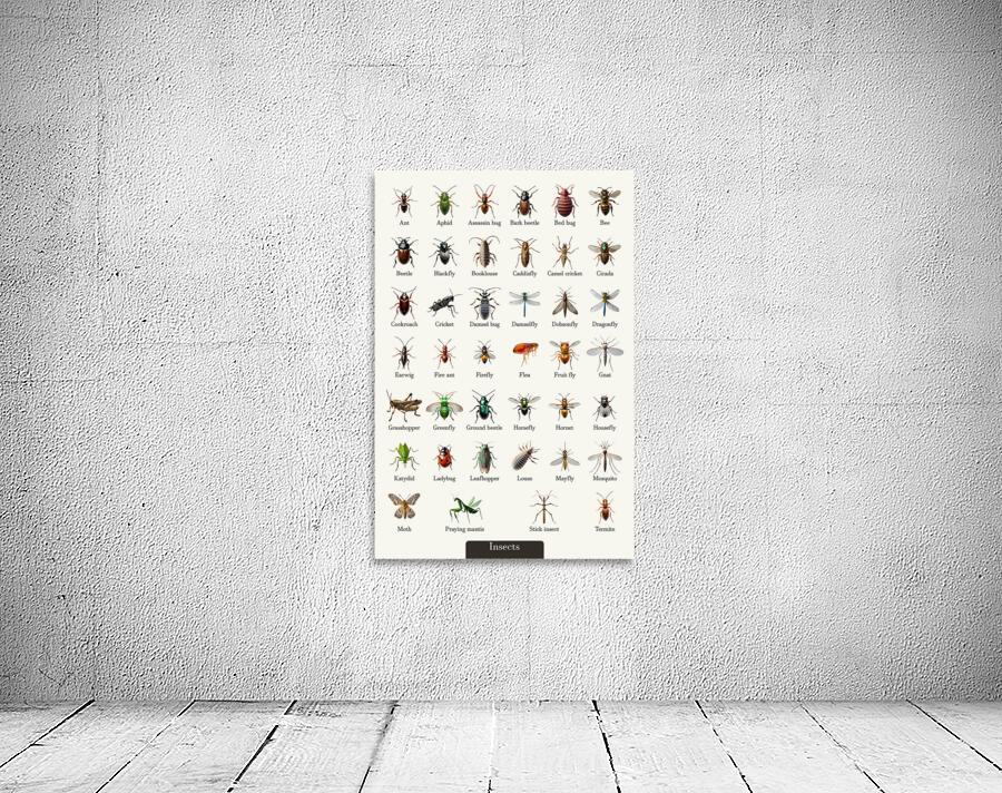 40 Insects Wall Preview