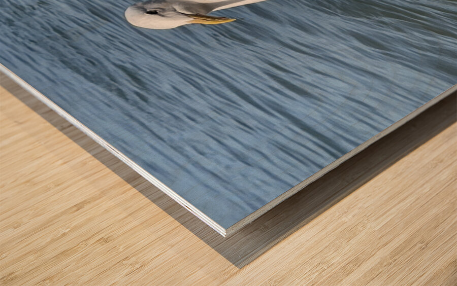 Little Birdie at Fishermans Wharf - San Francisco - 5 Impression sur bois