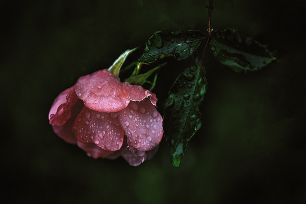 Pink Rose with Raindrops Digital Download