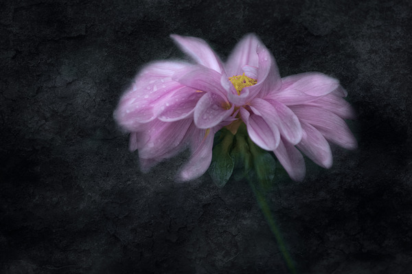 Soft Pink Dahlia on Black Digital Download
