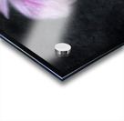 Soft Pink Dahlia on Black Acrylic print