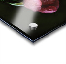 Pink Rose with Raindrops Acrylic print