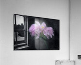 Soft Pink Dahlia on Black Acrylic Print