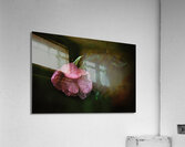 Pink Rose with Raindrops Acrylic Print