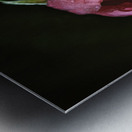 Pink Rose with Raindrops Metal print