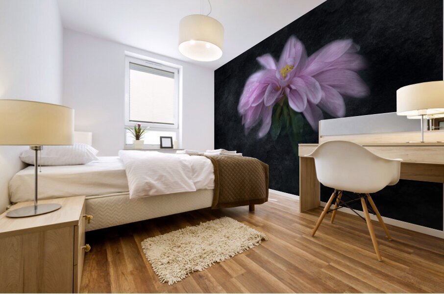 Soft Pink Dahlia on Black Mural print