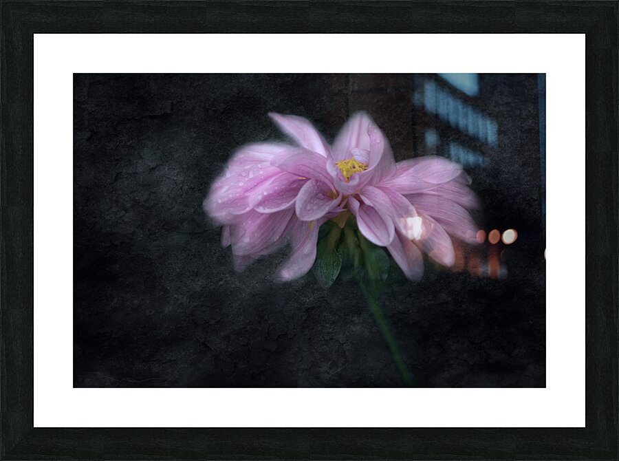 Soft Pink Dahlia on Black Picture Frame print