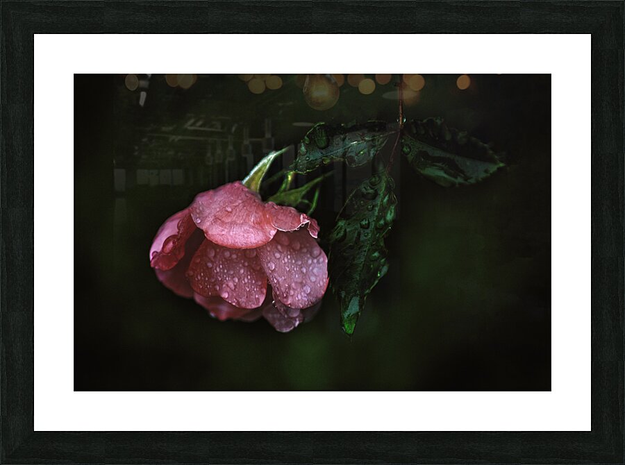 Pink Rose with Raindrops Picture Frame print