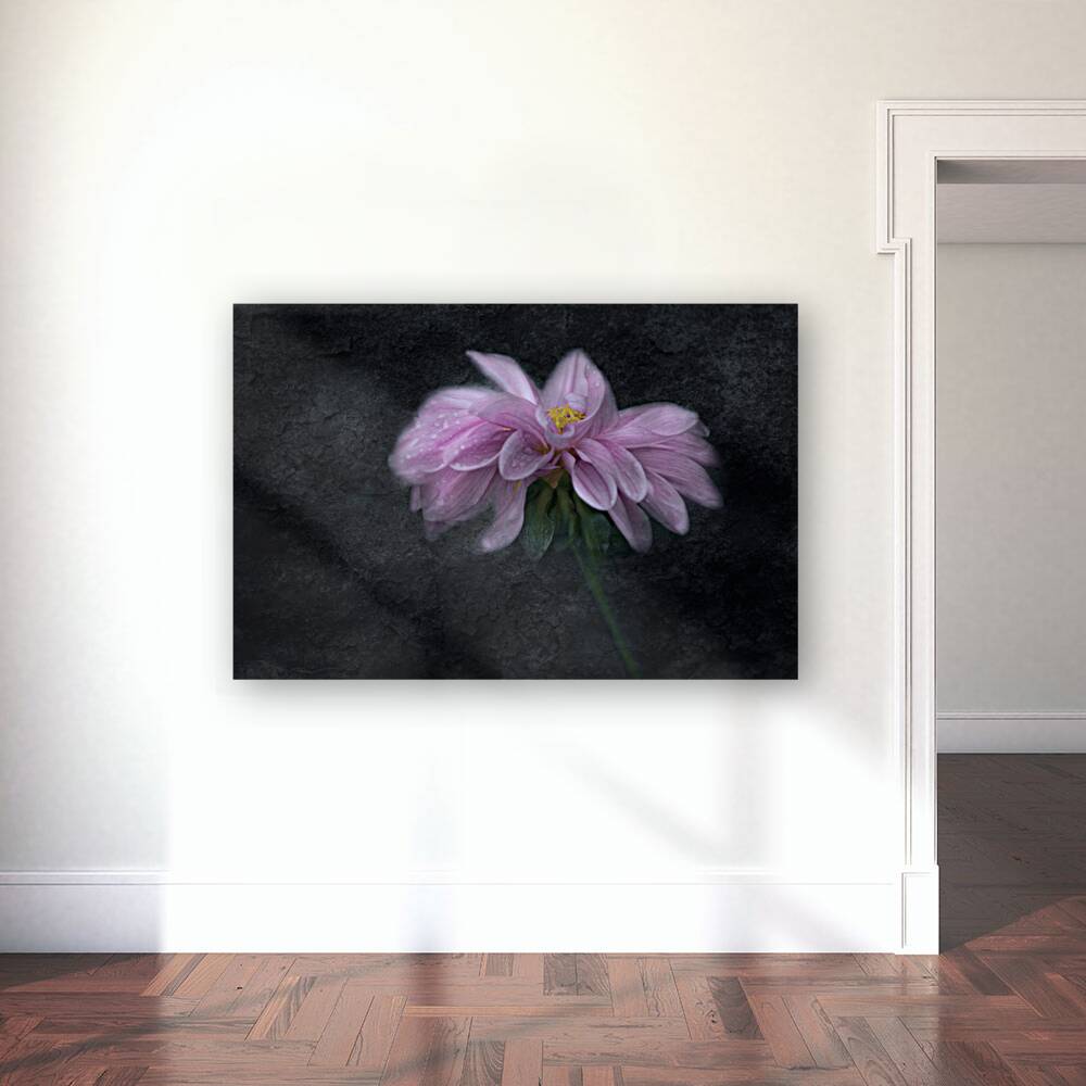 Soft Pink Dahlia on Black Reproduction