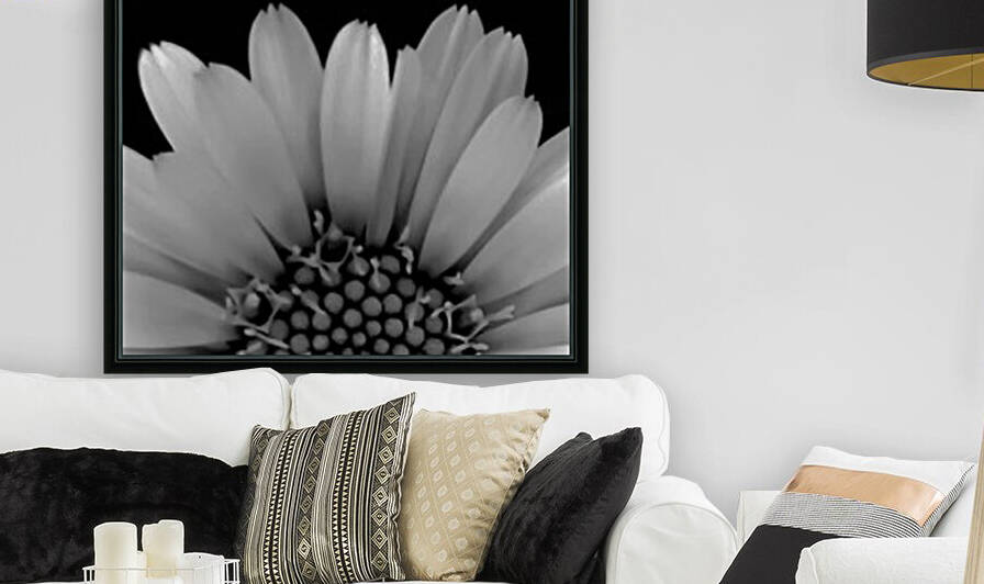 Daisy in Half  Black and White by Joan Han