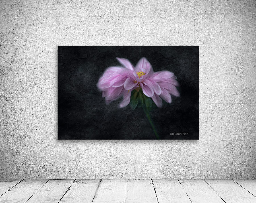 Soft Pink Dahlia on Black Wall Preview